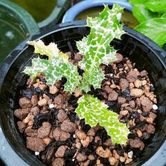【有用薬草】Silybum marianum