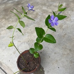 フクリンズルの鉢植え