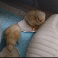 孵卵器　ひよこ　卵　雛　鶏　　ニワトリの画像