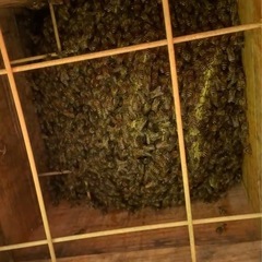 分蜂　日本ミツバチ　日本蜜蜂　日本みつばち　巣箱つき　女王蜂入り...