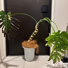 観葉植物　無料で差し上げます(枯れています)