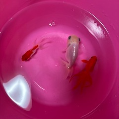 金魚