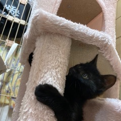 2月末生まれの黒猫ちゃん里親募集