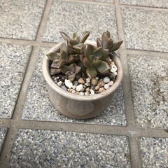 陶器の多肉植物⑤🌿ブロンズ姫