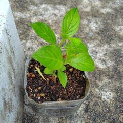 シラン３株と種類不明の紫陽花挿し木苗の画像