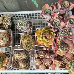 多肉植物　どれでも10個　エケベリア　ハオルチアの画像