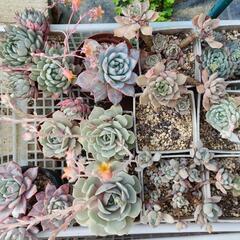 多肉植物　どれでも10個　エケベリア　ハオルチアの画像