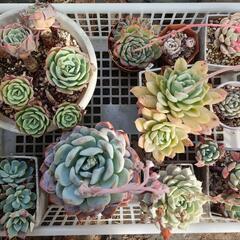 多肉植物　どれでも10個　エケベリア　ハオルチアの画像