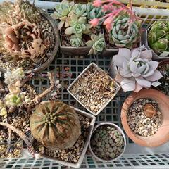 多肉植物　どれでも10個　エケベリア　ハオルチアの画像