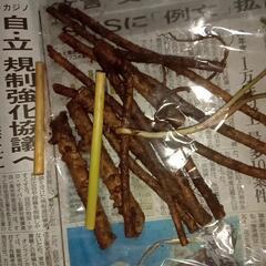 タラの芽種根8cm、10cm以上