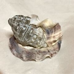 2枚貝に挟まれた巻貝