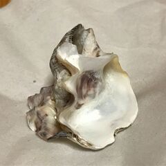 2枚貝に挟まれた巻貝の画像