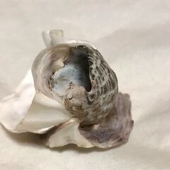 2枚貝に挟まれた巻貝の画像