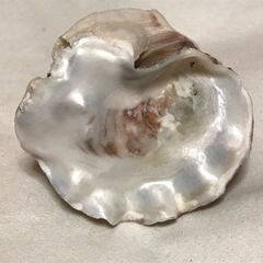 2枚貝に挟まれた巻貝の画像