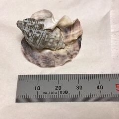 2枚貝に挟まれた巻貝の画像