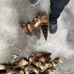 朝どれたけのこ②の画像