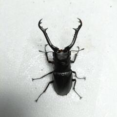 ギラファノコギリクワガタ　オス単品