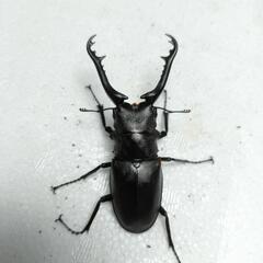 ギラファノコギリクワガタ　オス単品②