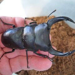 能勢産オオクワガタ♂85.6㎜　♀55.0㎜　R6生　成虫ペア　⑦