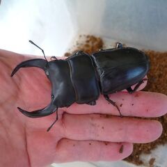 能勢産オオクワガタ♂85.3㎜　♀55.3㎜　R6生　成虫ペア　⑧