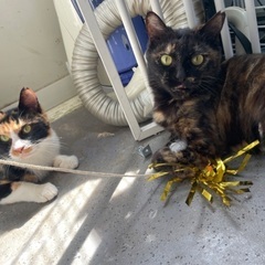 ギリギリで救出された猫達