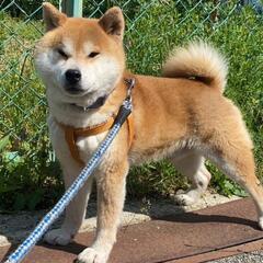 柴犬、オス、4才