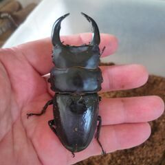 能勢産オオクワガタ♂86.5㎜　♀54.5㎜　R6生　成虫ペア　⑨