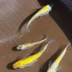 【郵送専用】大輝　メダカ　卵　30個の画像