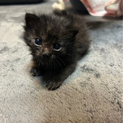 頑張って生き抜いたとても可愛い黒キジくん💕