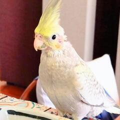 オカメインコ　3月10日生まれ