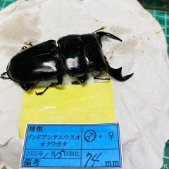 ②インドアンタエウスオオクワガタ   オス単品の販売