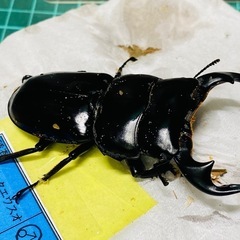②インドアンタエウスオオクワガタ   オス単品の販売の画像