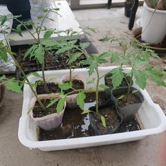 ミニトマトの苗