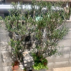 オリーブの木 鉢植え2本
