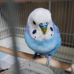 インコ見つけたら保護しめ連絡ください