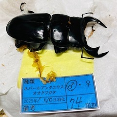 ①ネパールアンタエウスオオクワガタ   オス単品の販売