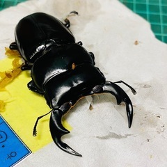 ①ネパールアンタエウスオオクワガタ   オス単品の販売の画像