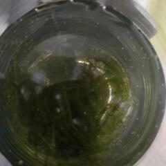 ウィローモスの画像