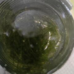 ウィローモスの画像