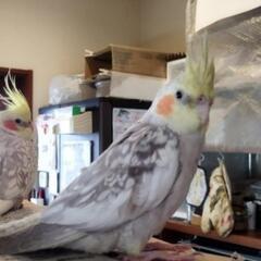 オカメインコ　5ヶ月