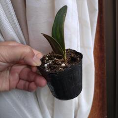 ①アマリリス株