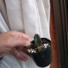 ②アマリリス株
