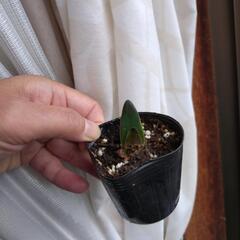 ③アマリリス株