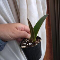 ④アマリリス株