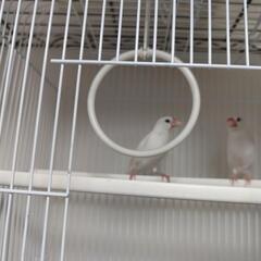 文鳥白色2羽里親様募集致します。写真UPしました。