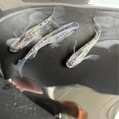 1トリオ シャンパンブルー めだか メダカの画像