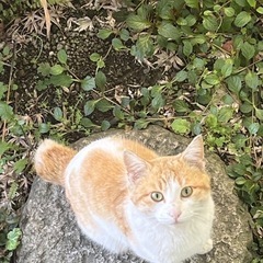 茶猫 オス猫