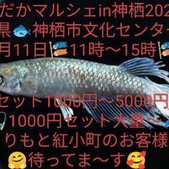 🌸はるいろめだか🌸くりもと価格🍠1000円大量〜🎣