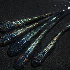 🌸はるいろめだか🌸くりもと価格🍠1000円大量〜🎣 - イベント