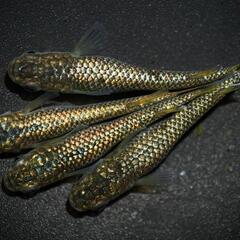 🌸はるいろめだか🌸くりもと価格🍠1000円大量〜🎣 - その他